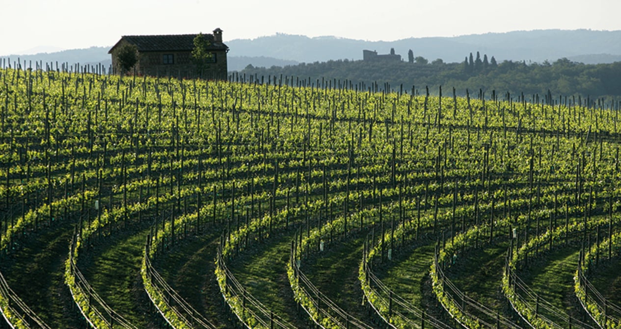 Schön Altern. Neue Weinarchitekturen in Italien