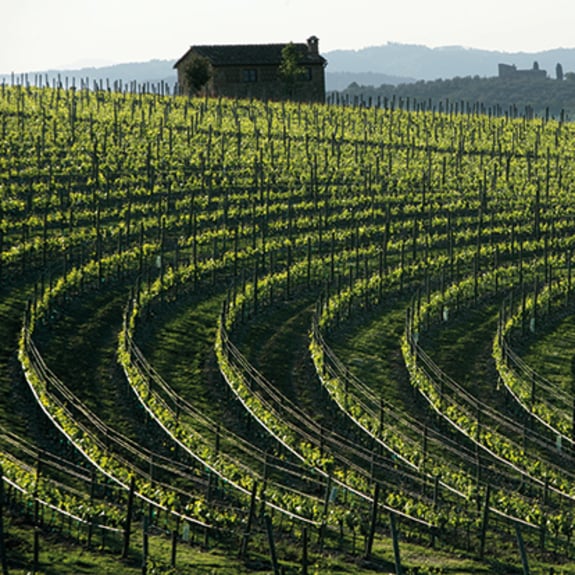 Schön Altern. Neue Weinarchitekturen in Italien